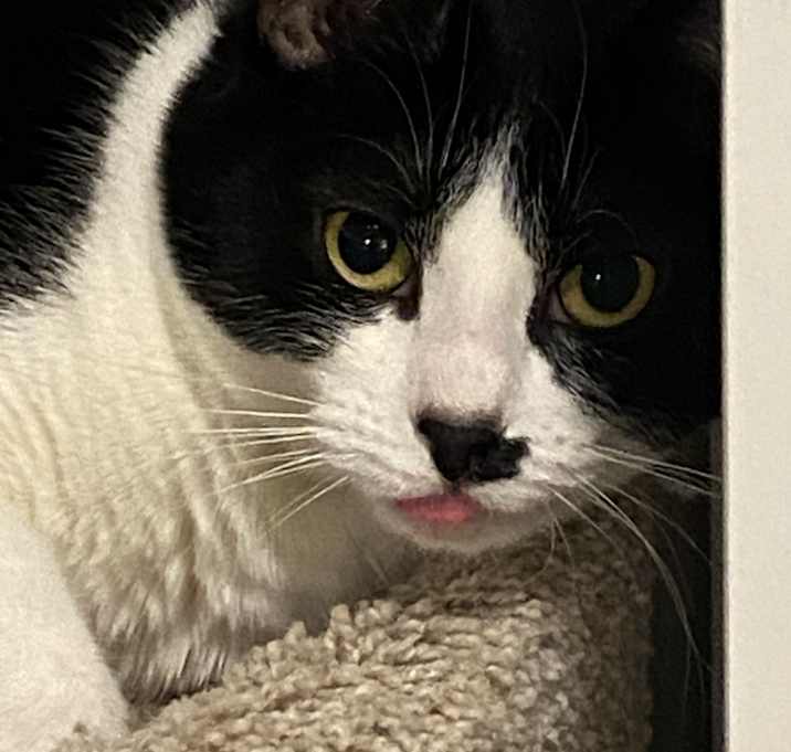 Photo of Olive