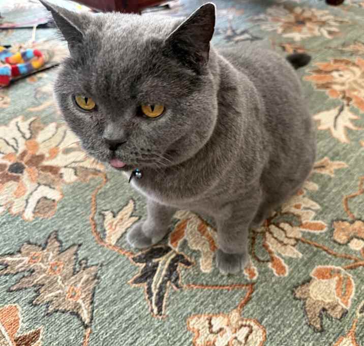Photo of Winston