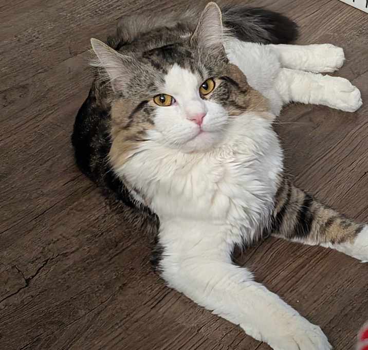 Photo of Barron