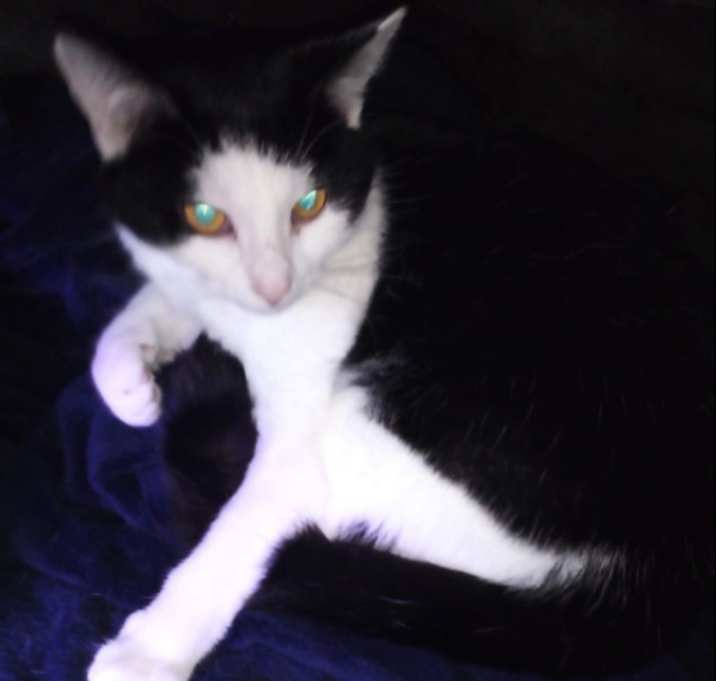 Photo of Banjo