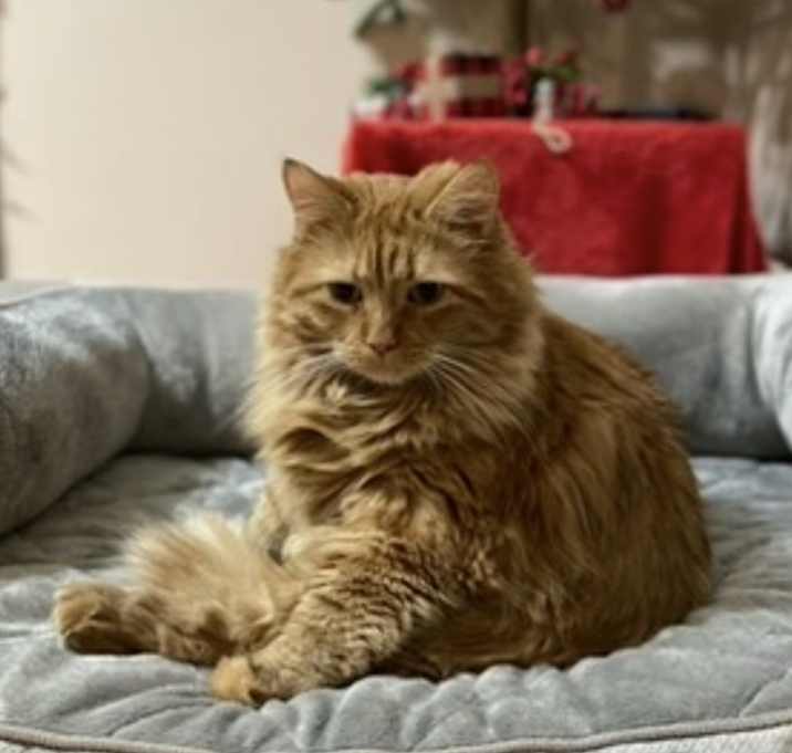 Photo of Simba