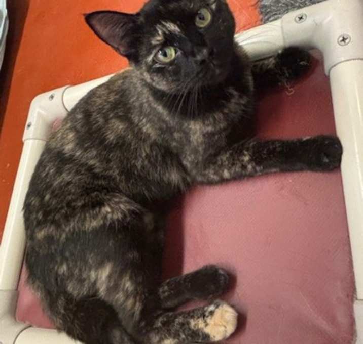 Photo of Angelica (Cocoa)