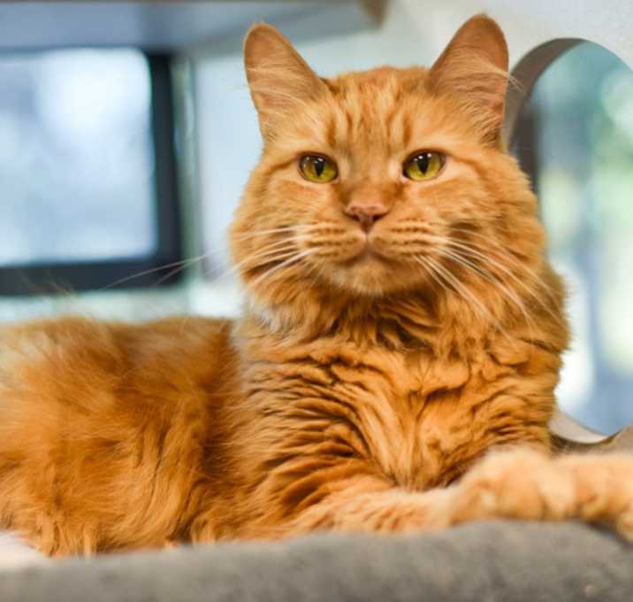 Photo of Phoenix