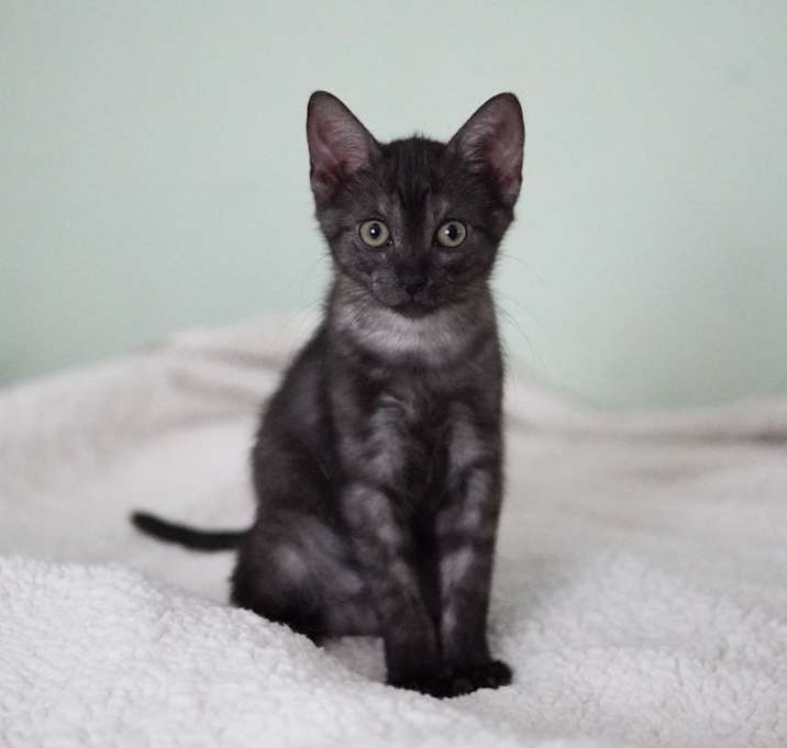 Photo of Indigo