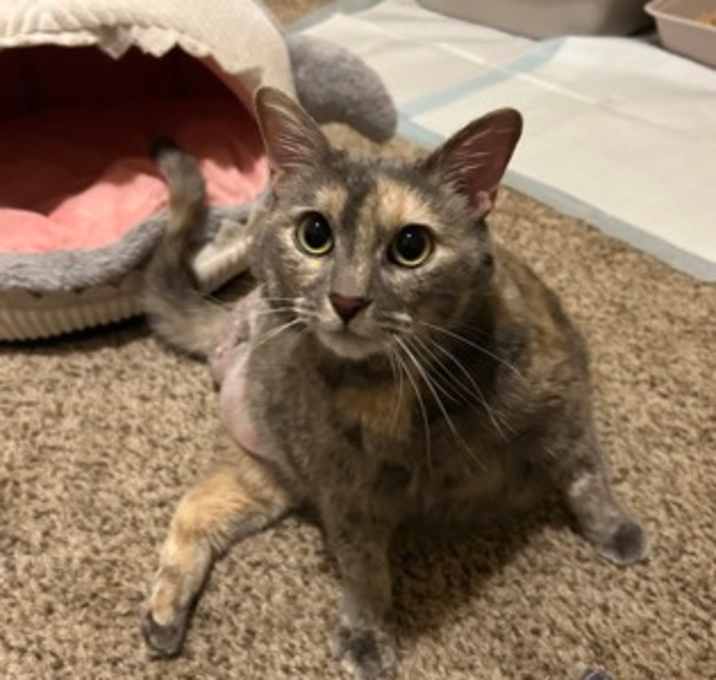 Photo of Minerva