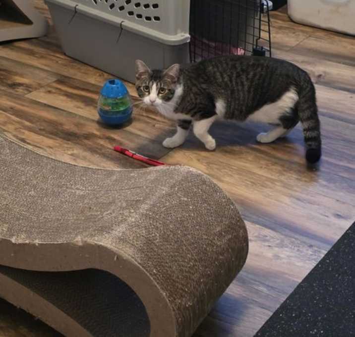 Photo of Fern