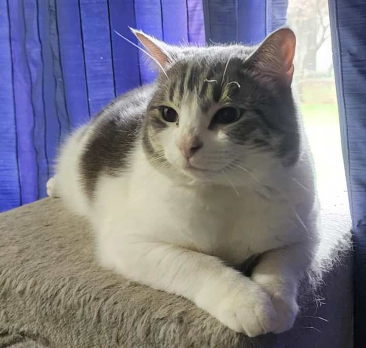 Photo of Dixie