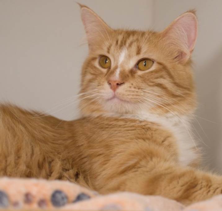 Photo of Stevie (Bonded with Screwy Lou