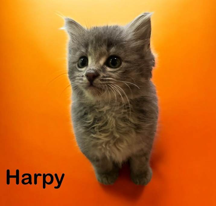 Photo of Harpy