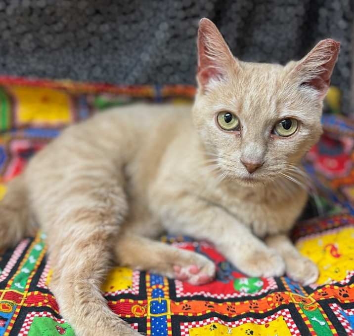 Photo of Sheba