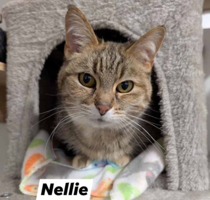Photo of Nellie