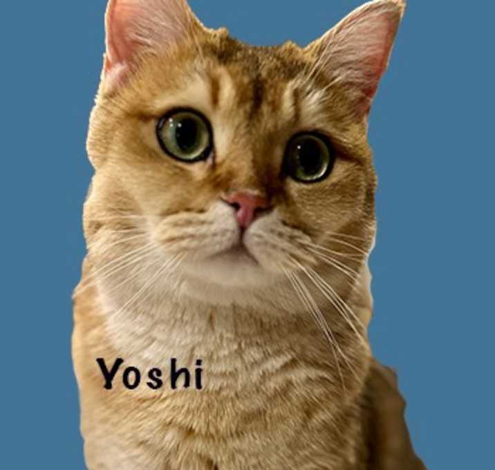 Photo of Yoshi (and Simba)