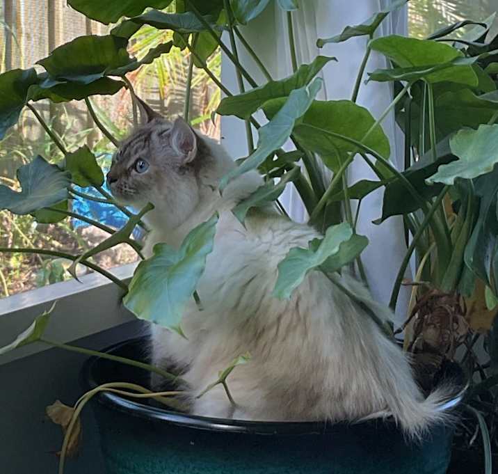 Photo of Lily and Mona