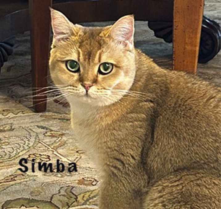 Photo of Simba (and Yoshi)