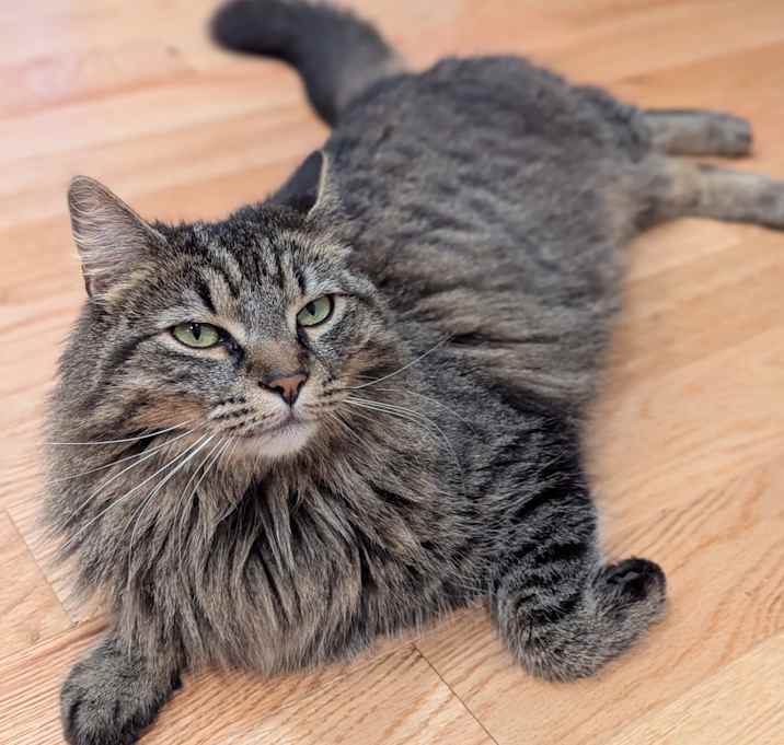 Photo of Pepper