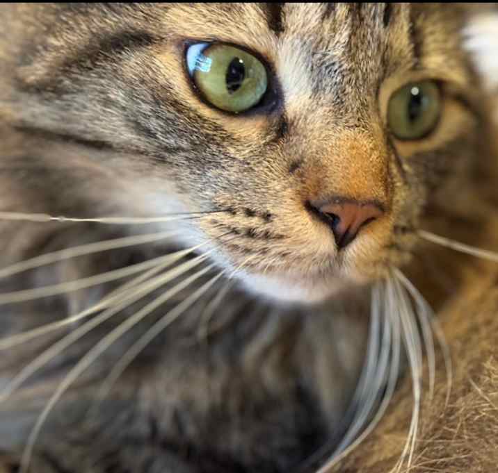 Photo of Cosmo