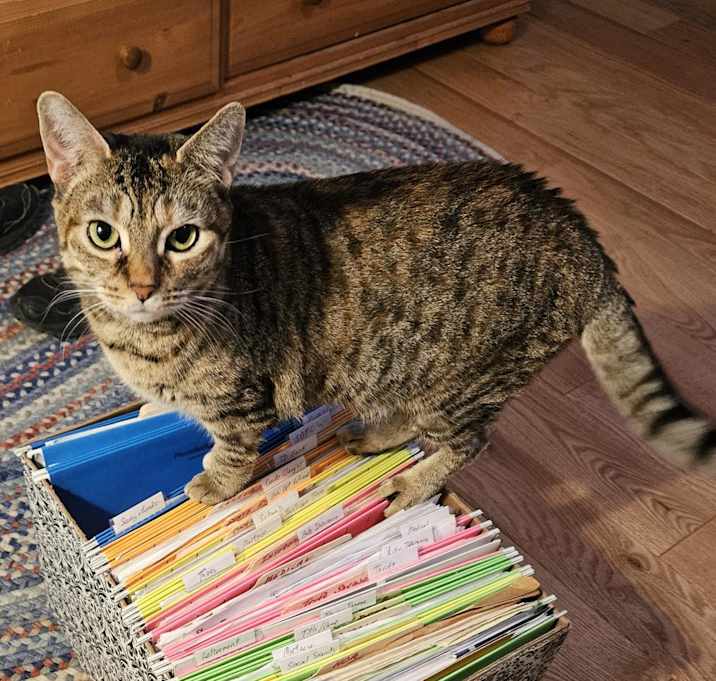 Photo of Gisa- $50 Sponsored Adoption Fee!