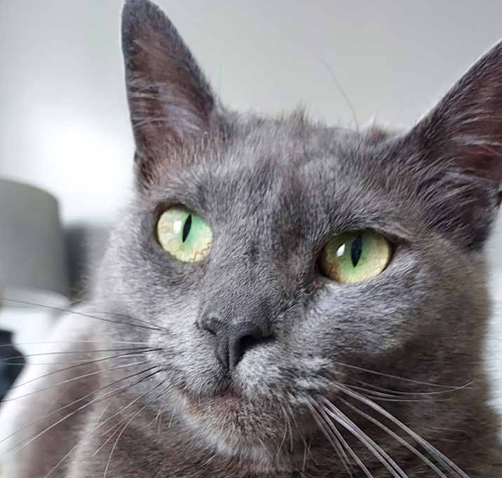 Photo of Fig