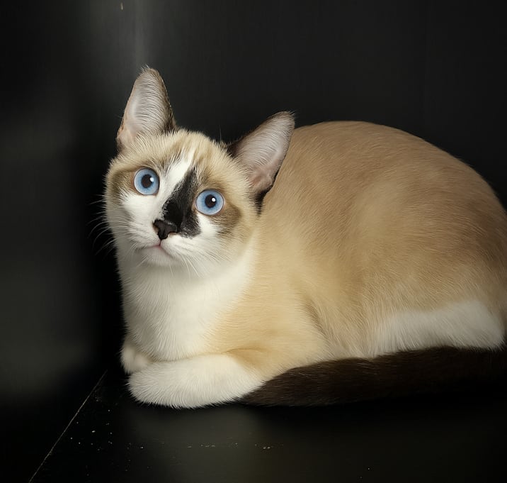 Photo of Bo