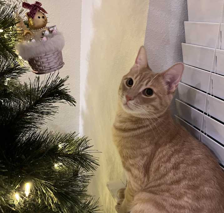 Photo of Oliver
