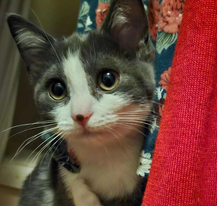 Photo of Ruby