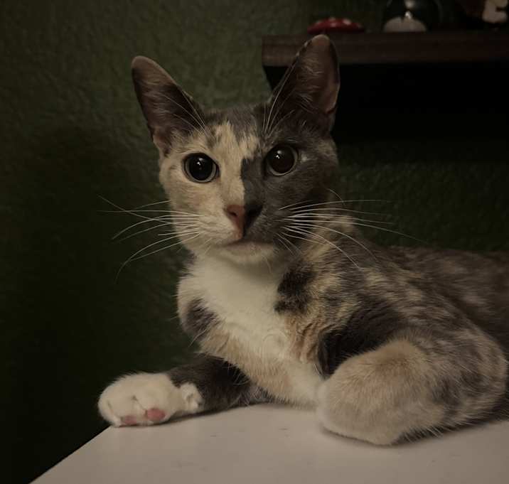 Photo of Sweet Pea