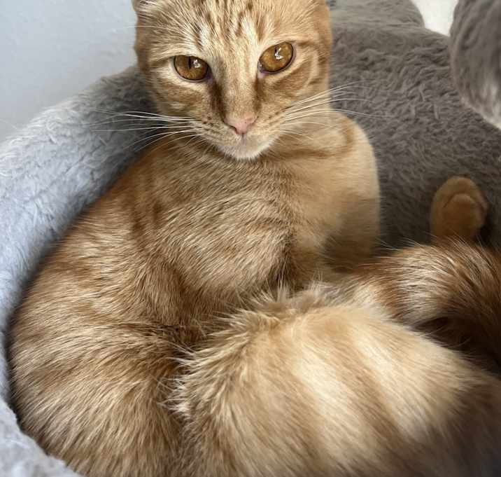 Photo of Ginger