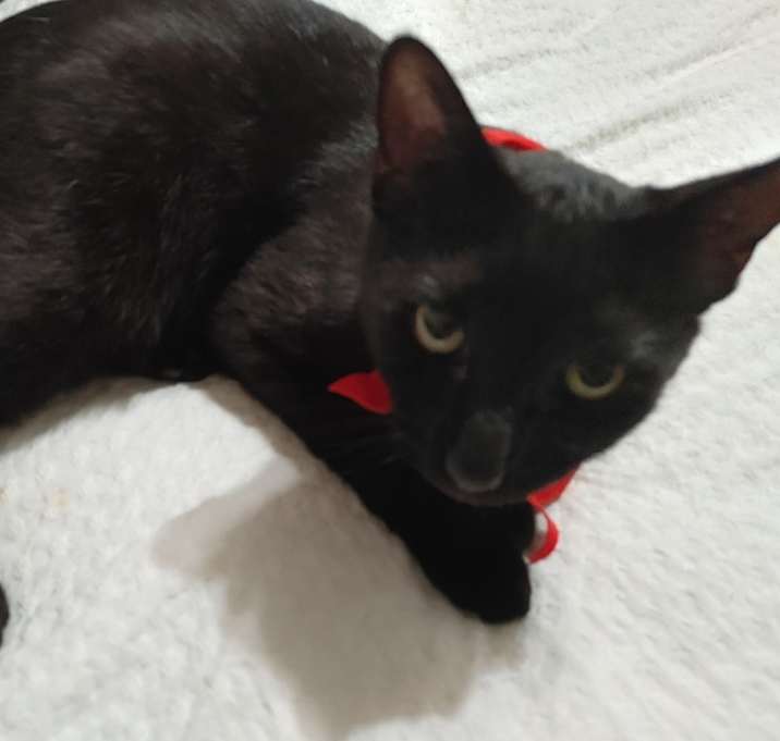 Photo of Luna
