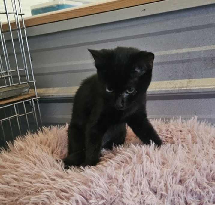Photo of Boo