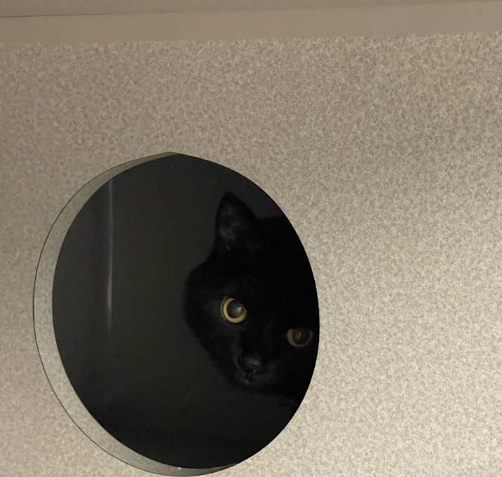 Photo of Pepper