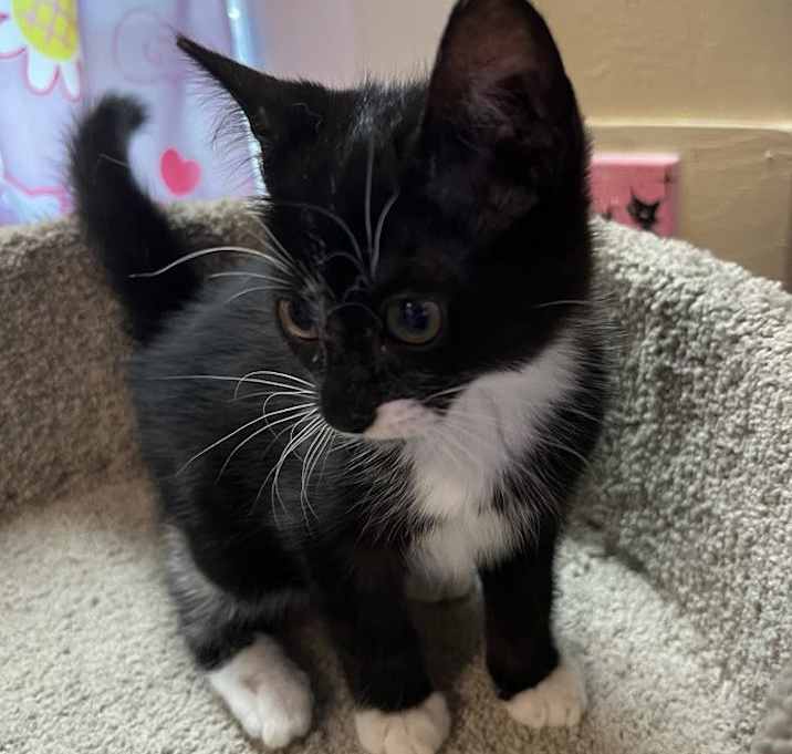 Photo of Muffin