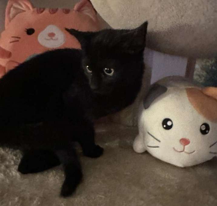 Photo of Ember