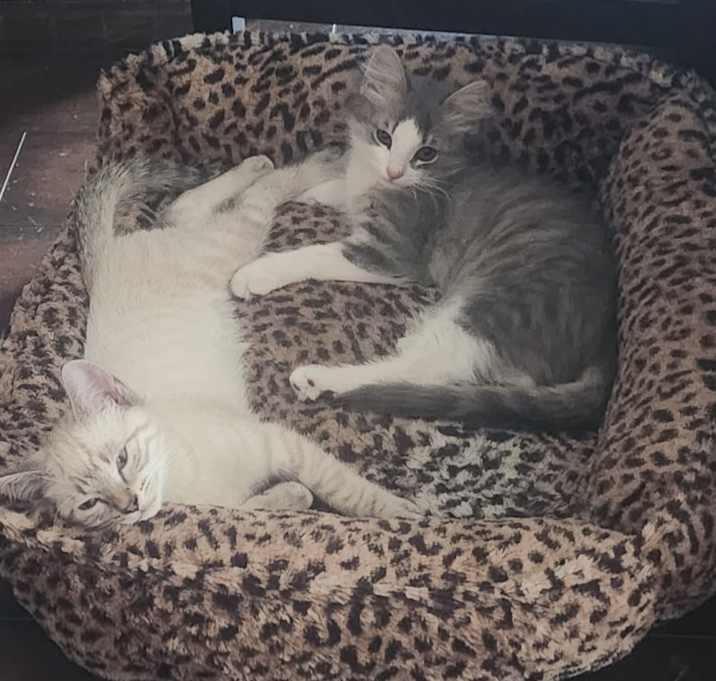 Photo of Fostered Kittens