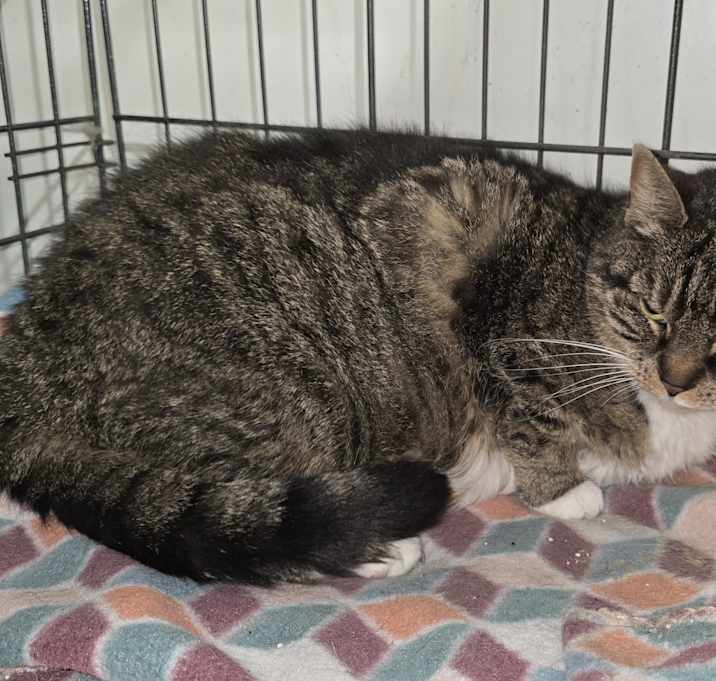 Photo of Ingrid- Barn/Working Cat