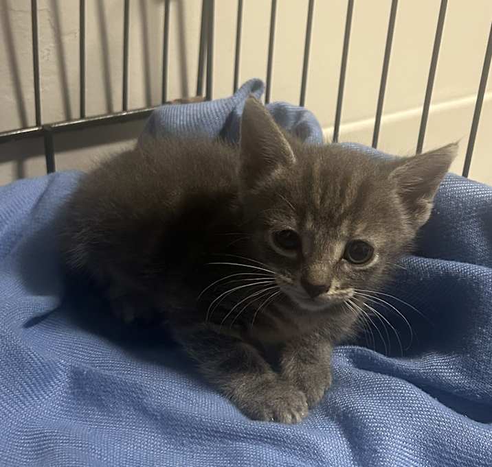 Photo of Tiny