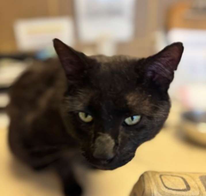 Photo of Tzar