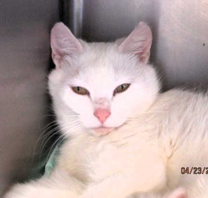 Photo of Angel