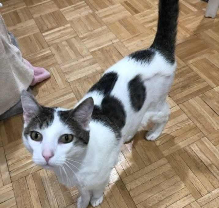 Photo of Meeko