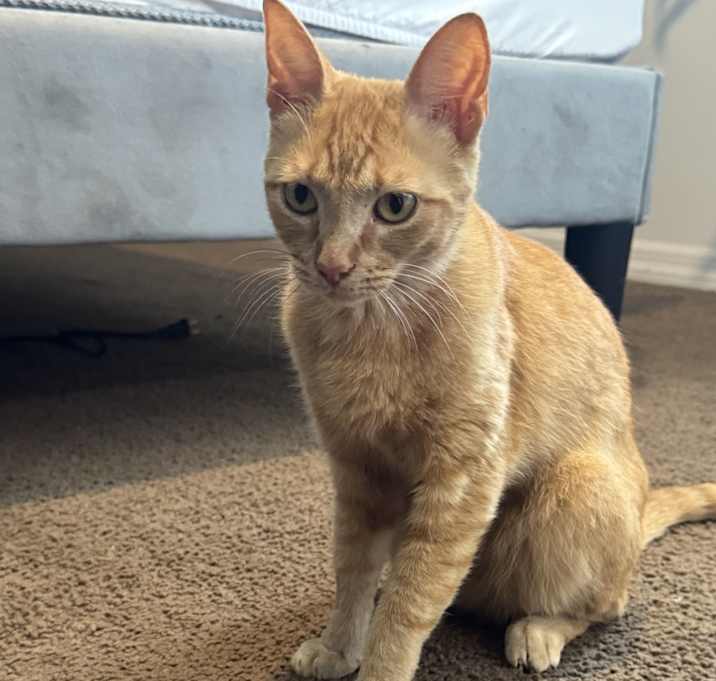 Photo of Nova