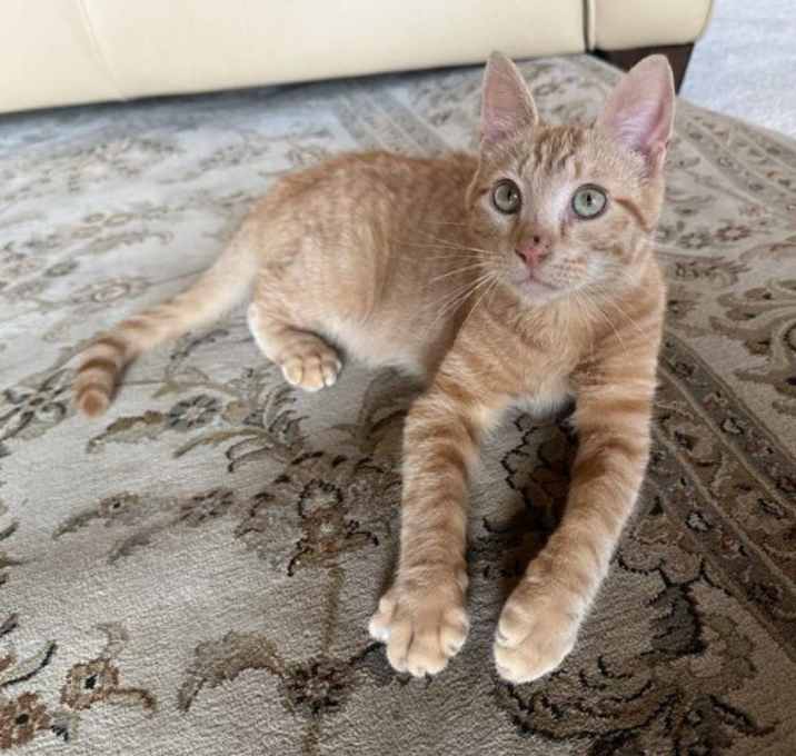 Photo of Archie