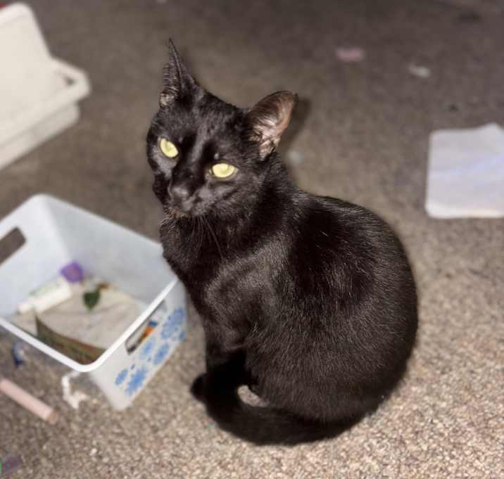 Photo of Oreo