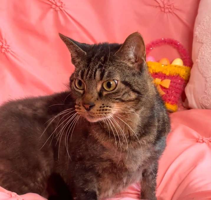 Photo of Whiskers