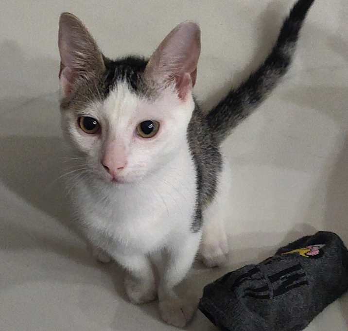 Photo of Henry