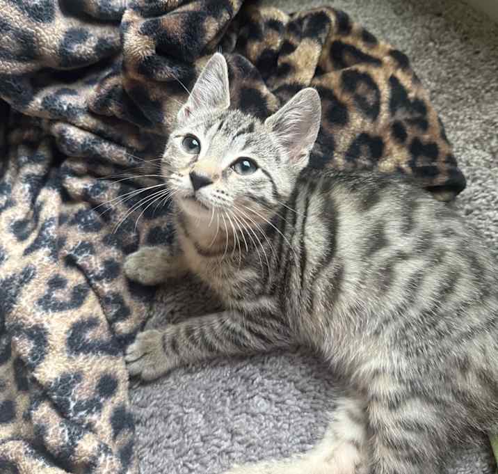 Photo of Luna