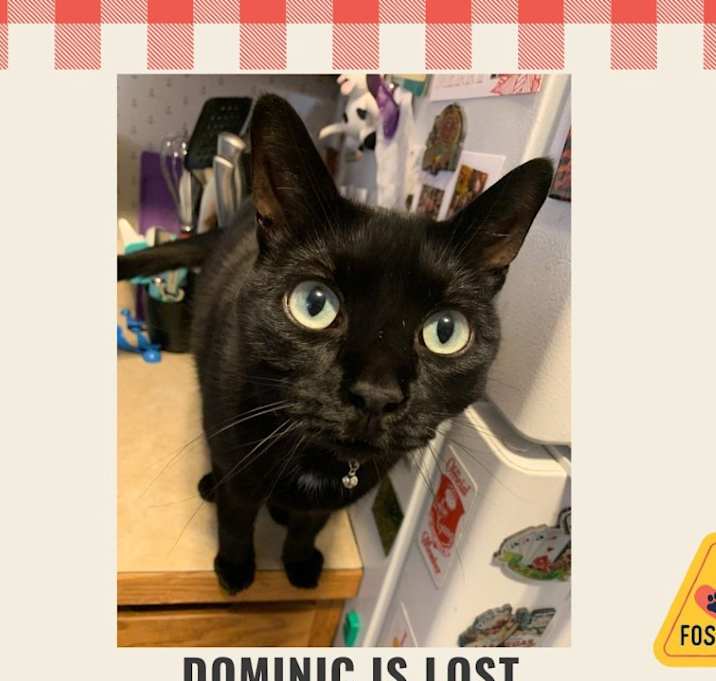 Photo of Dominic is LOST