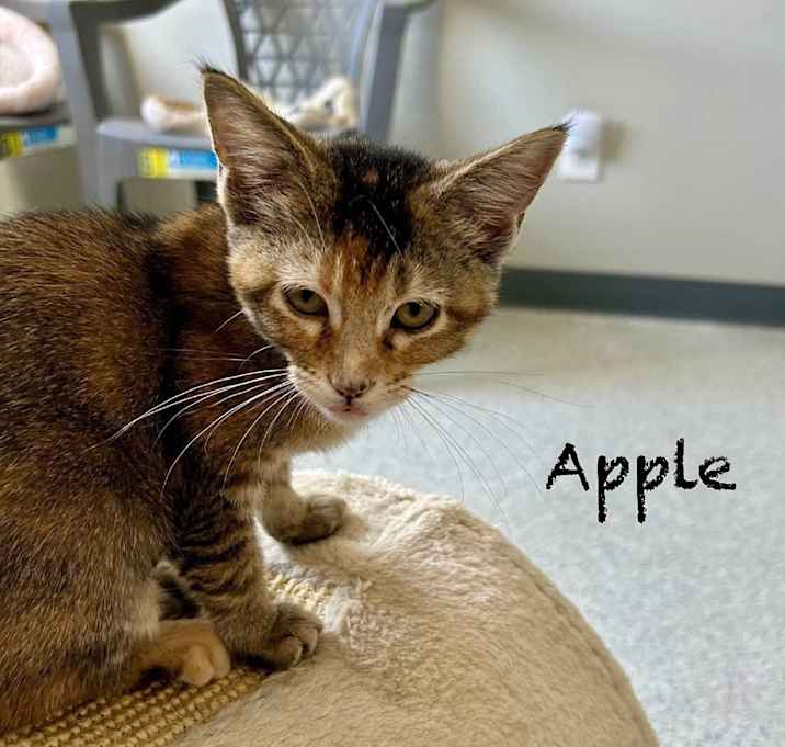 Photo of Apple