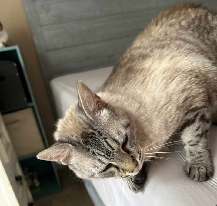 Photo of Butters