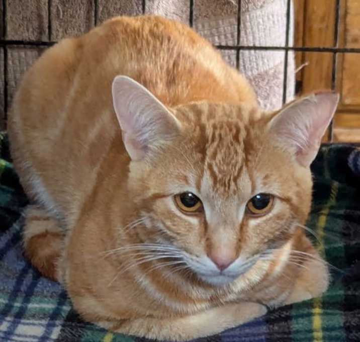 Photo of Jamesy - Gorgeous Ginger Guy