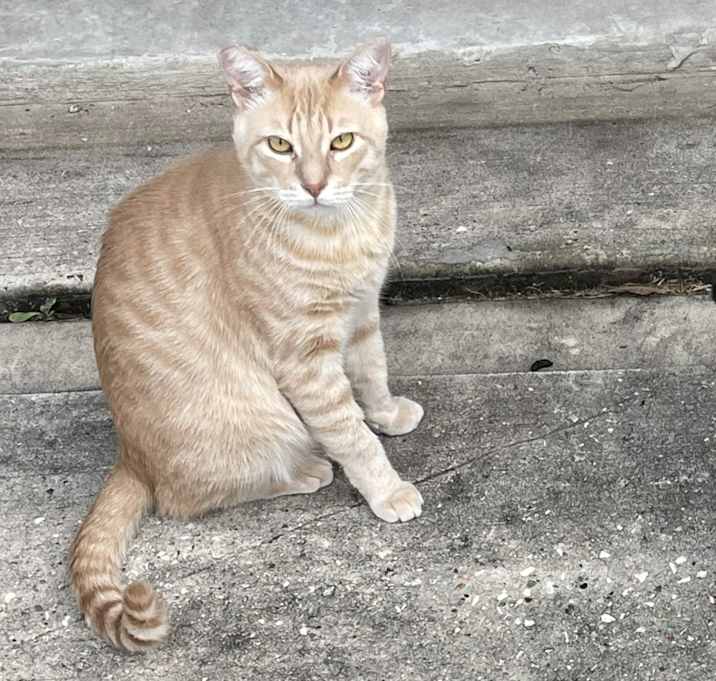 Photo of SimSim