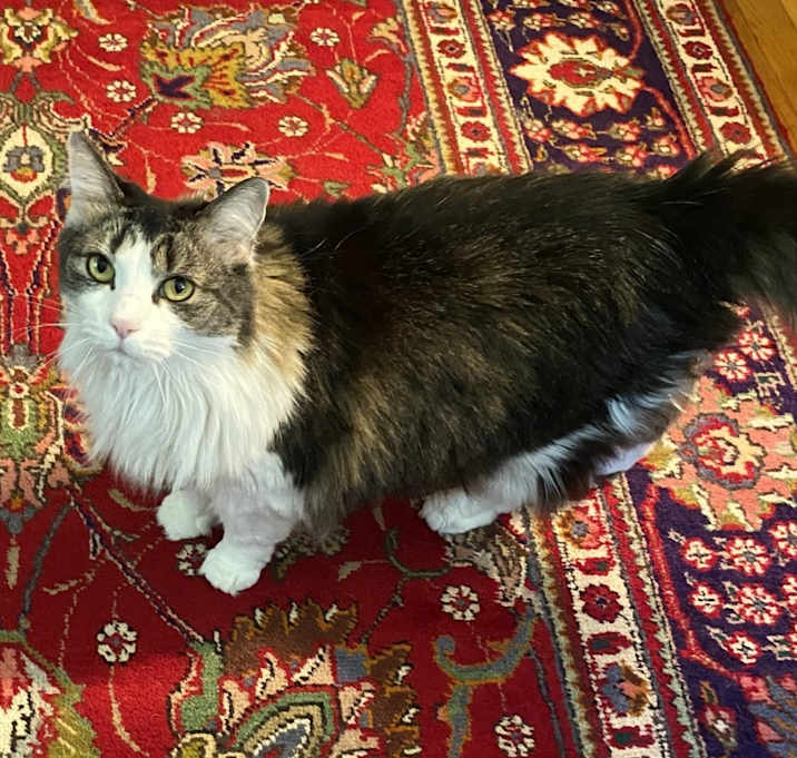 Photo of Wren
